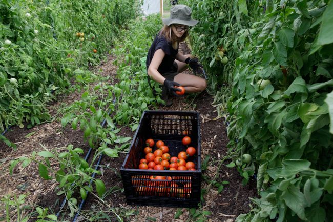 Sprouting Farms worker picks tomatos