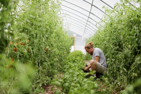 A man picks vegetables at Sprouting Farms